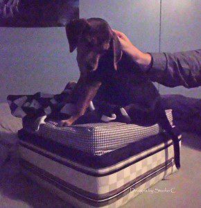 Build a Dog Bed From a Drawer 11