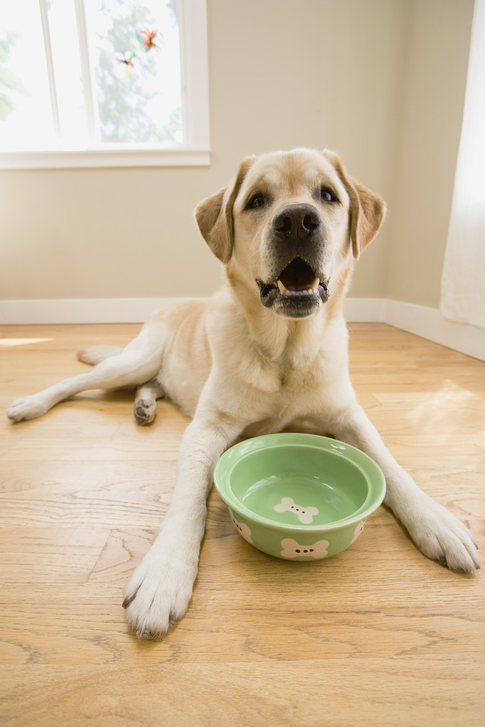 wooden floor options yellow lab with food dish