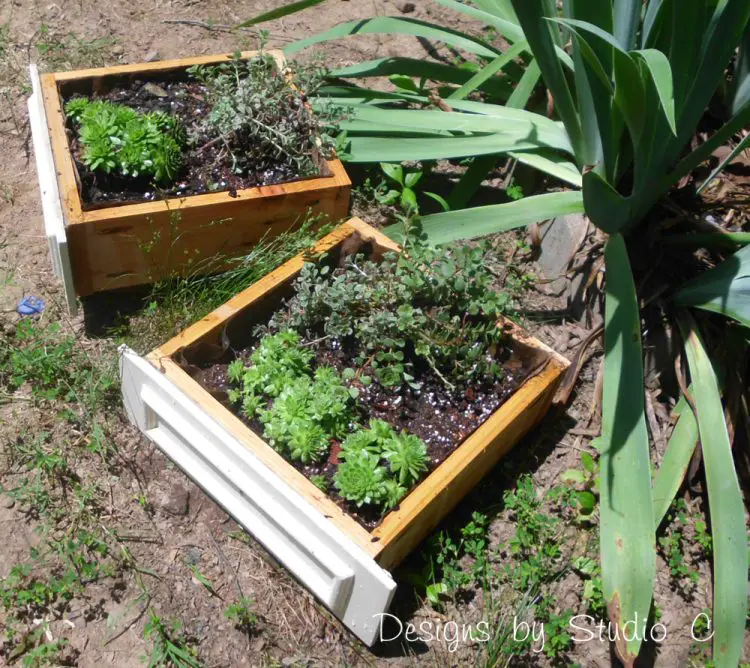 use old drawer boxes for planters hen chicks