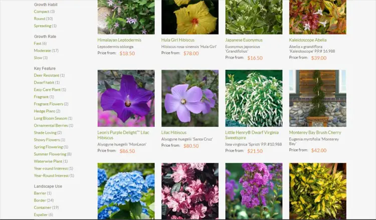 Tips for Selecting and Planting a Bush or a Shrub - Online Shop