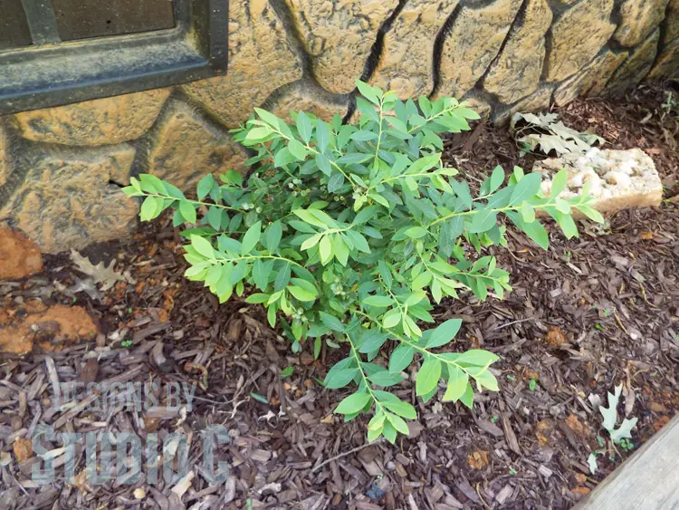 Tips for Selecting and Planting a Bush or a Shrub - Blueberry