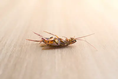 home maintenance checklist for fall dead insect