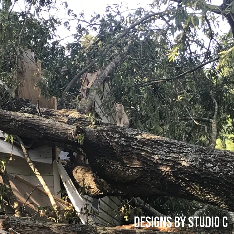 What I've Learned Since a Tree Fell On My House cat on the trunk