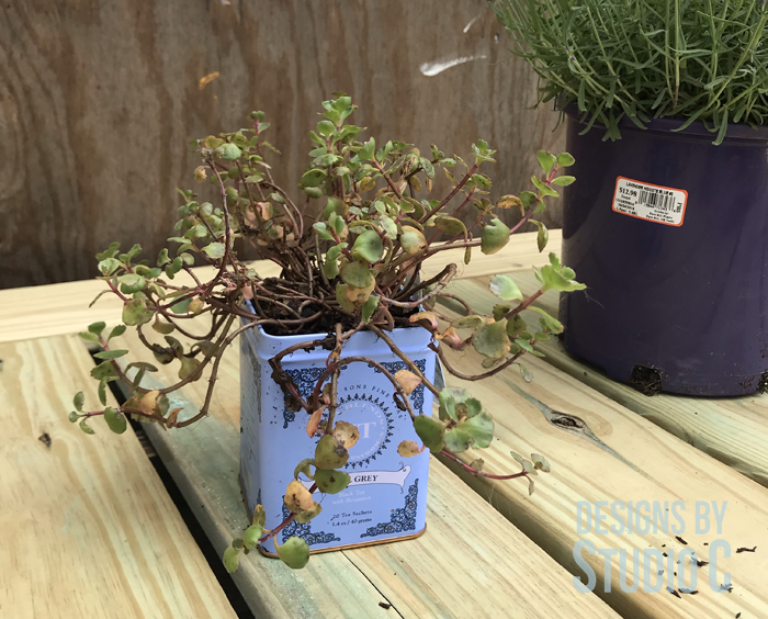 DIY Metal Tea Tin Planters_Plant 1