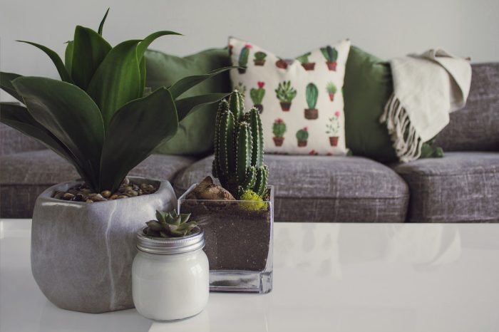 decorating ideas for coffee tables grey sofa behind cactus