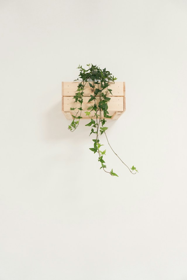 furniture trends home decoration minimalism plant on wall