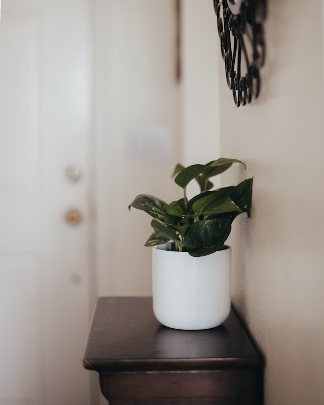 ideas for your home entryway potted plant on table 